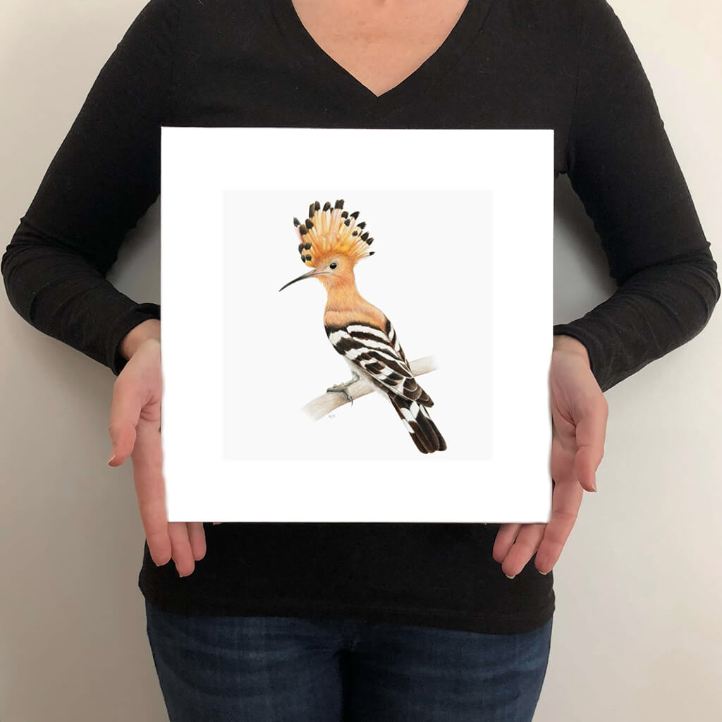 A giclee fine art print on paper of a hoopoe bird on a light grey background. This image illustrates the print size.