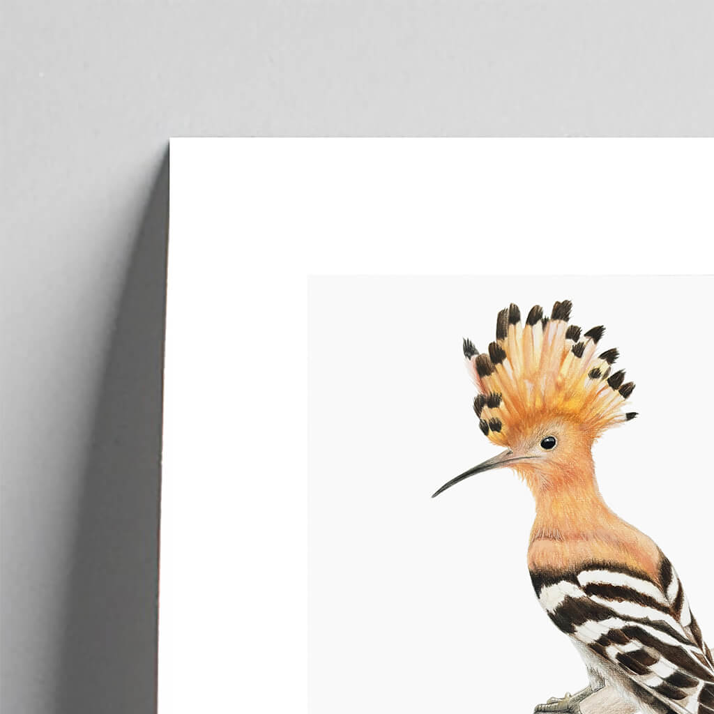 Giclee fine art print of a hoopoe on a pale stone background. This image shows a section, to highlight the detail. 