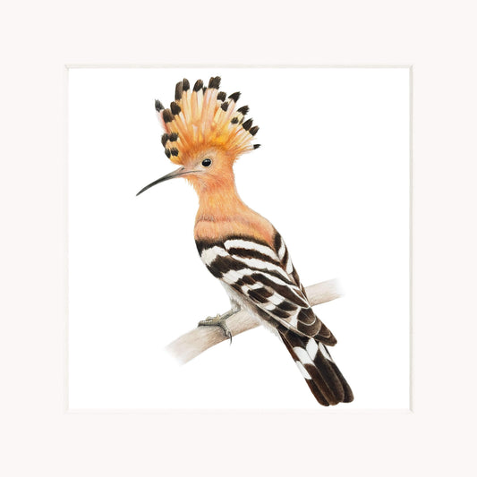 Hoopoe bird perched on a branch against a white background