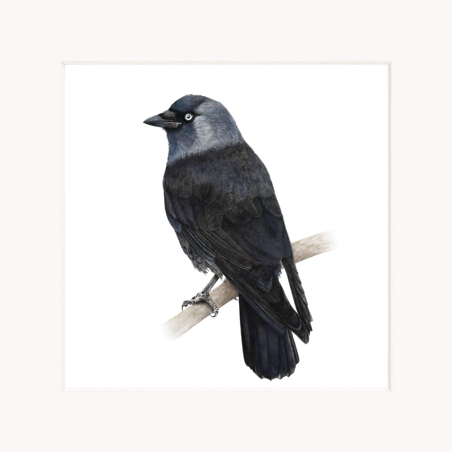Jackdaw bird perched on a branch with a white background