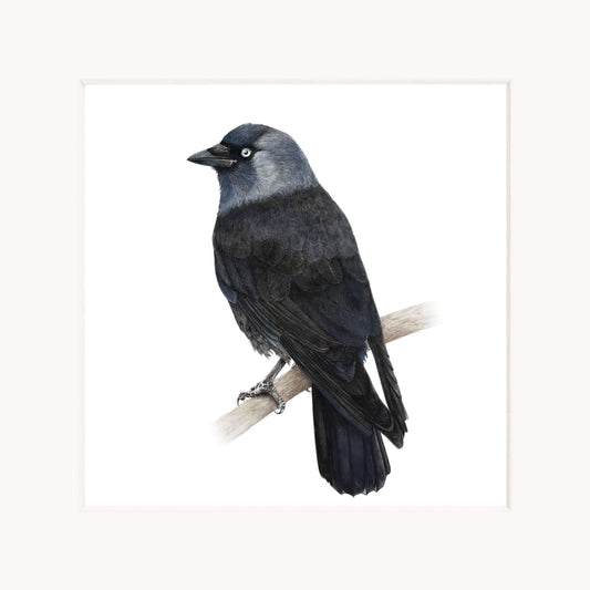 Jackdaw bird perched on a branch with a white background