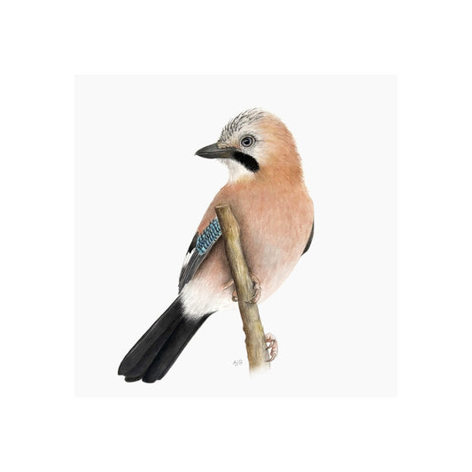 A giclee fine art print of a jay bird sitting on branch, against a pale neutral colour background.