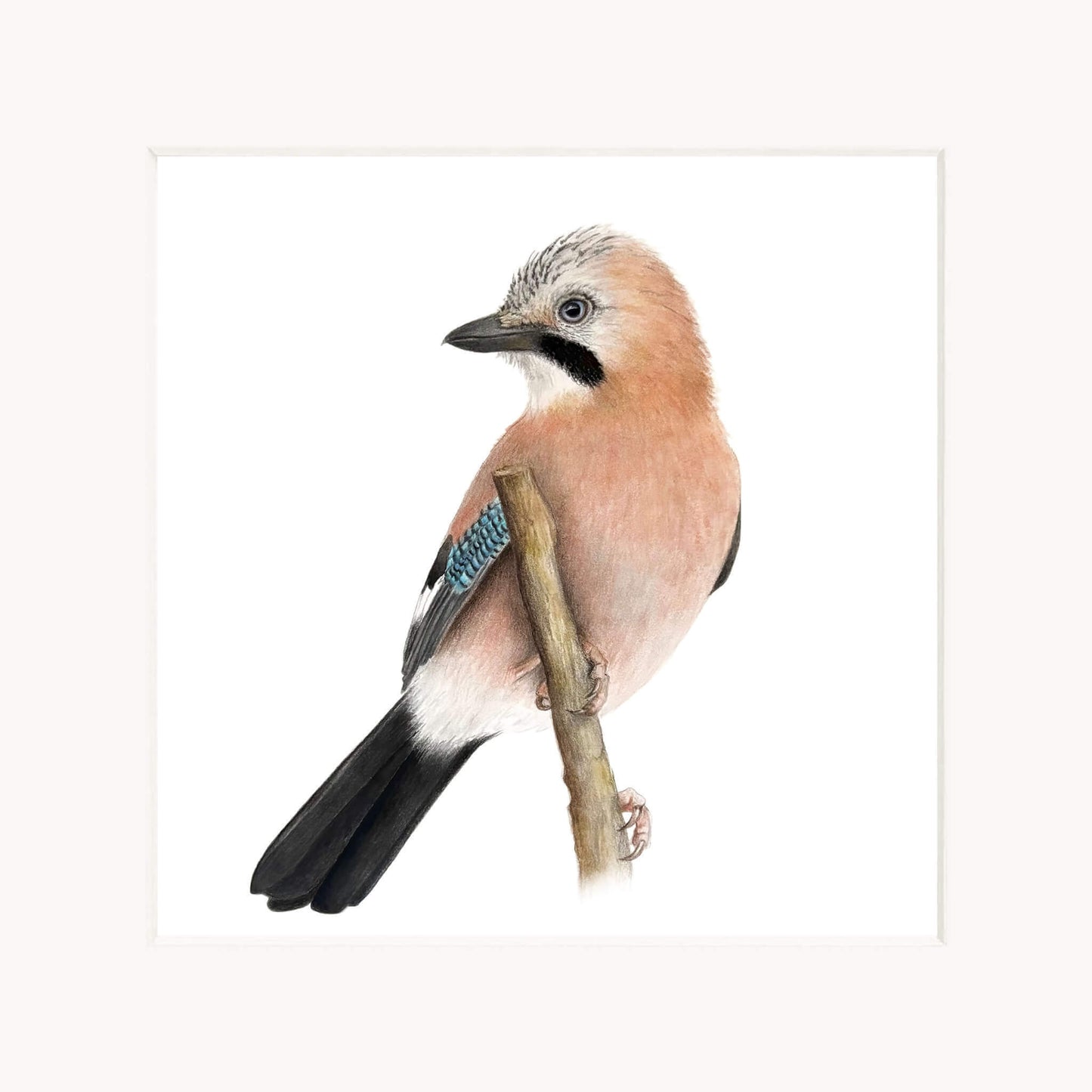 Jay bird perched on a branch with a white background