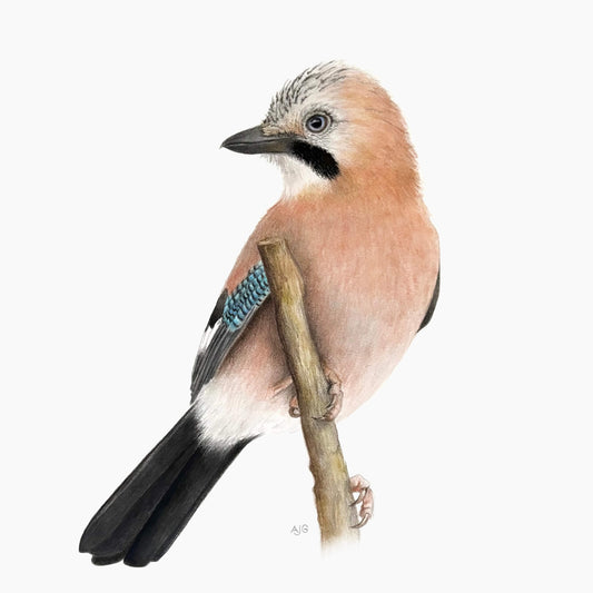 An original realistic painting of a jay bird on a branch, painted in gouache and colour pencil on a white background.