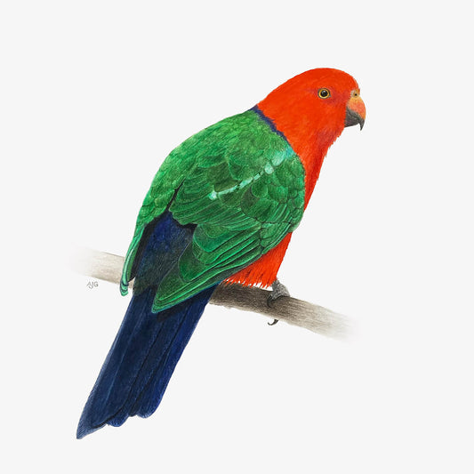 An original realistic painting of a king parrot bird on a branch, painted in gouache and colour pencil on a white background.