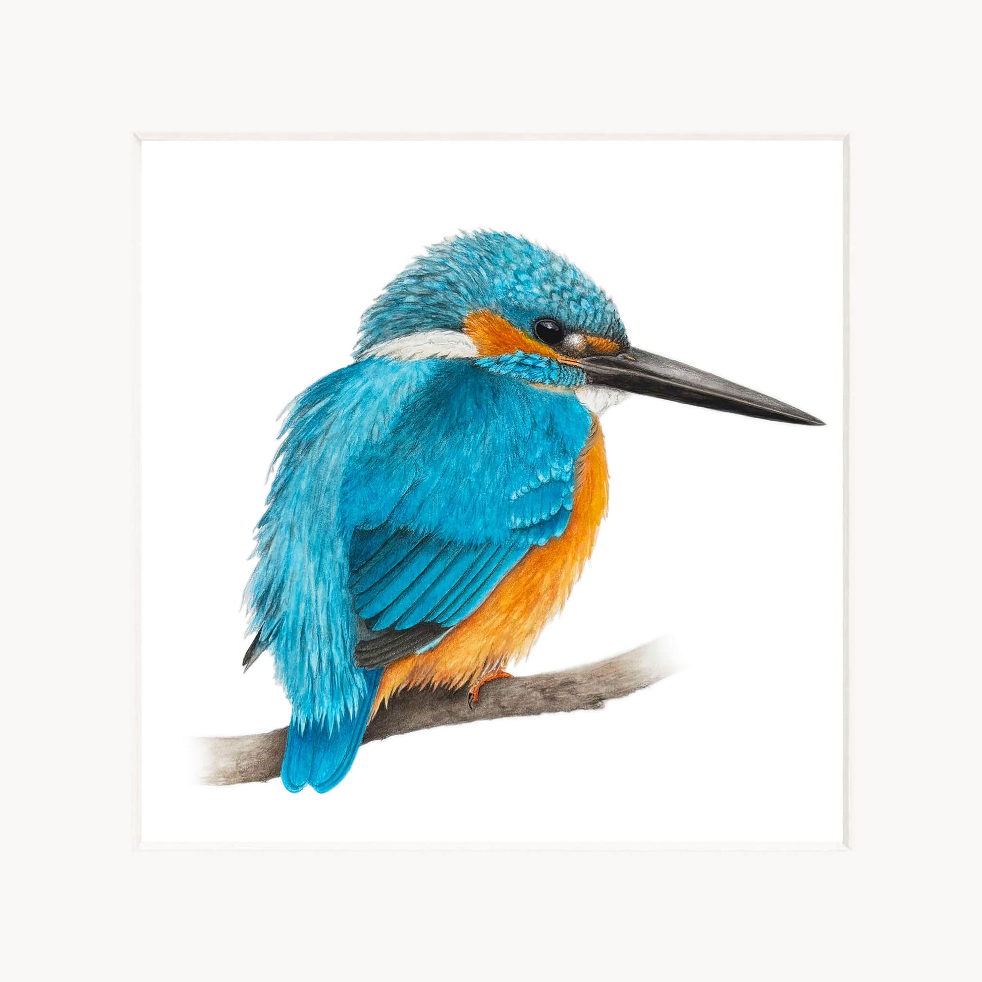 Blue and orange kingfisher bird perched on a branch with a white background