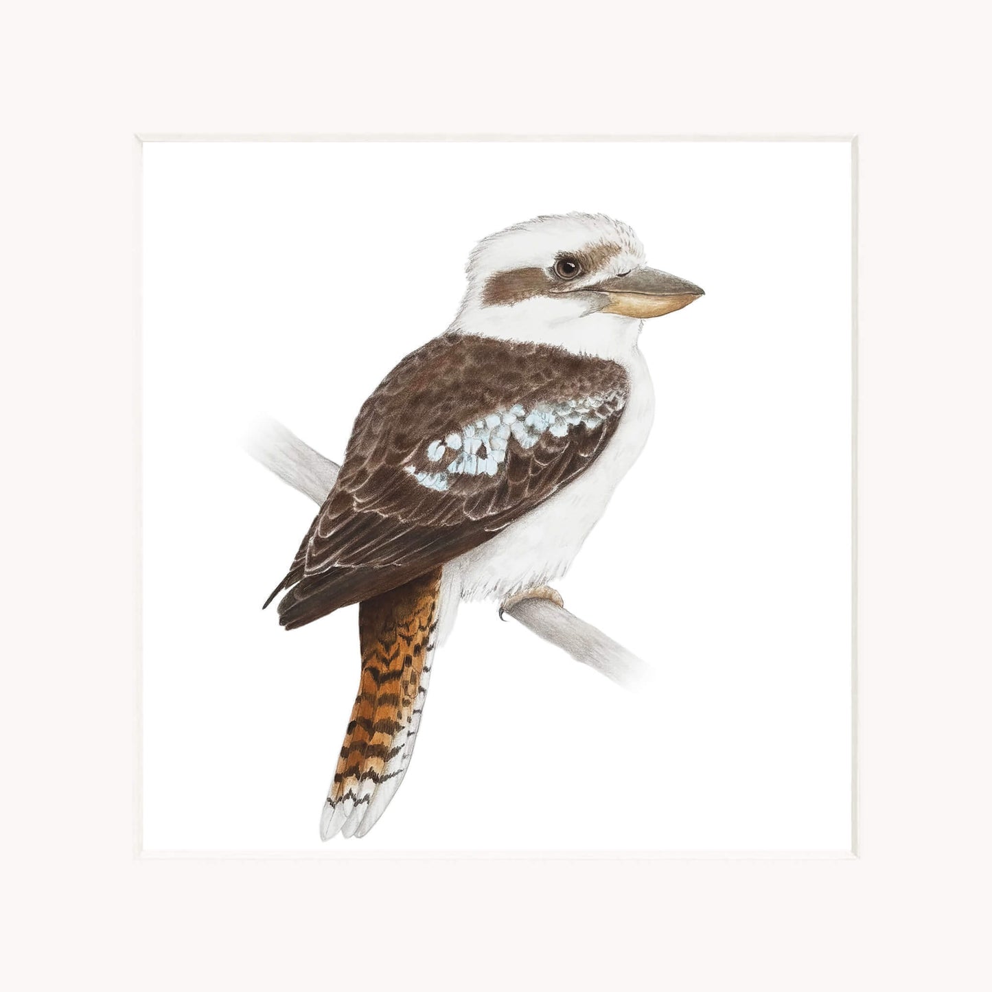 kookaburra perched on a branch against a white background