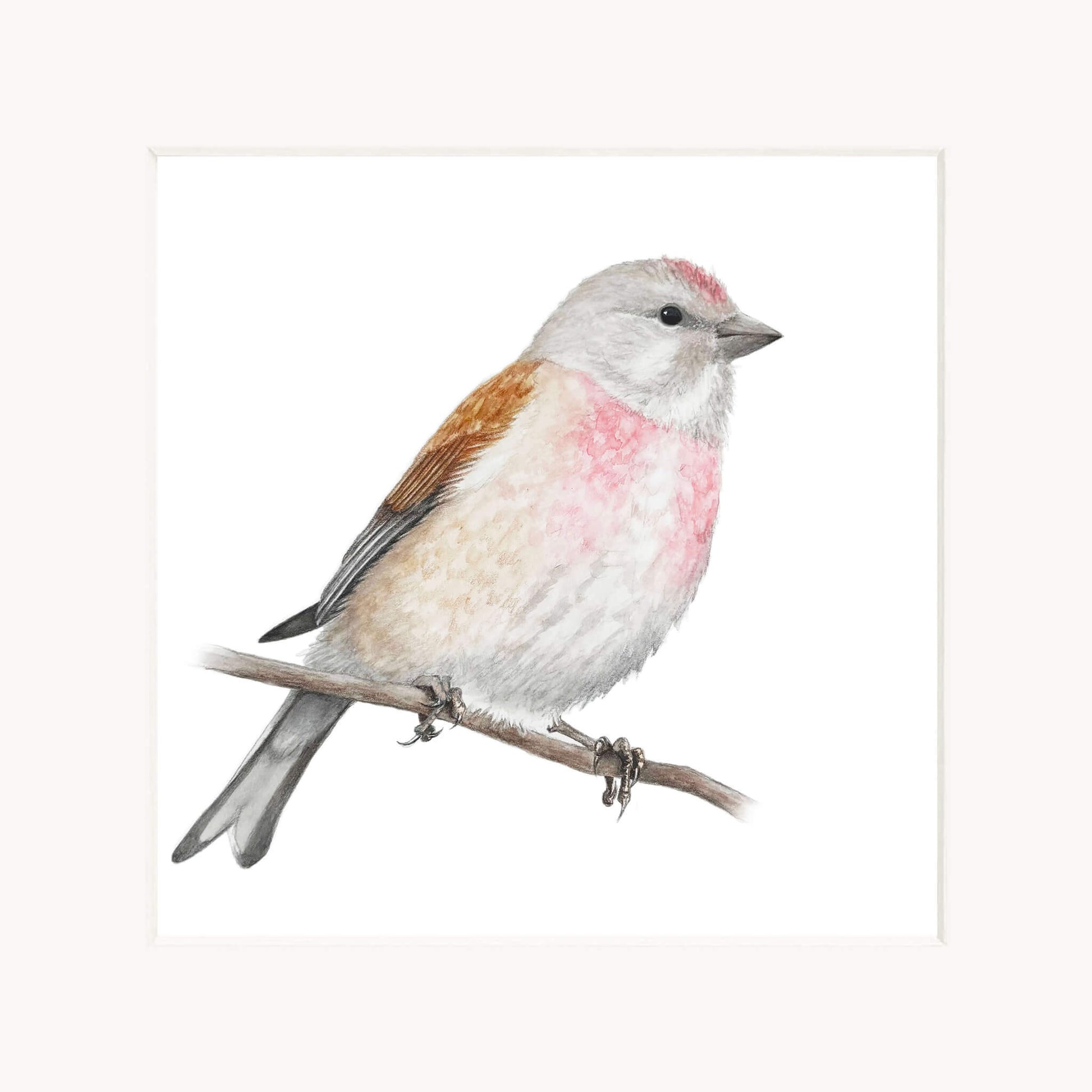 Linnet bird perched on a branch with a white background