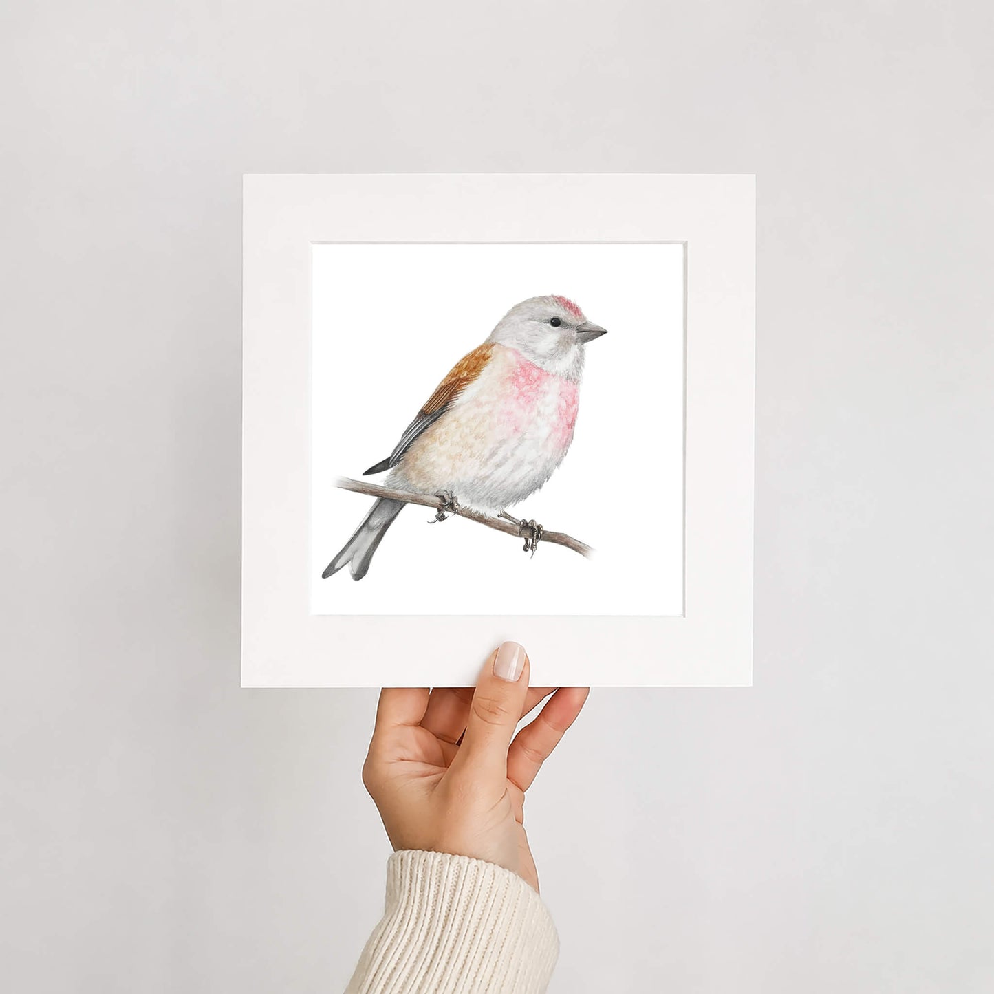 Hand holding a framed illustration of a linnet bird on a white background