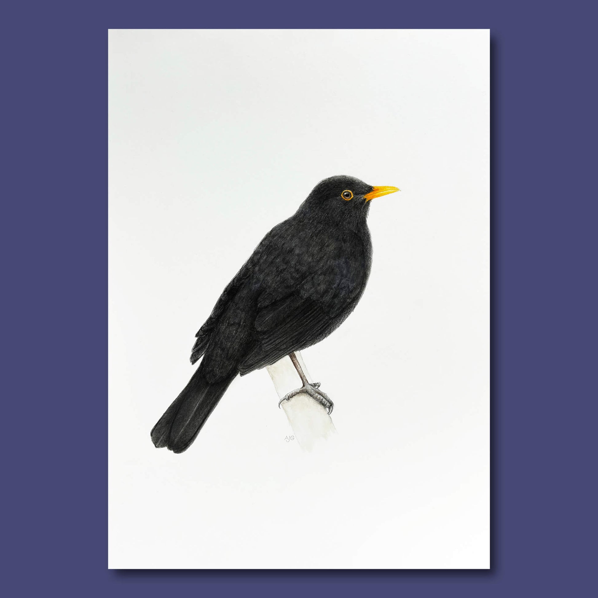 An original realistic painting of a blackbird on a branch, painted in gouache and colour pencil. Artwork shown floating on a dark purple background.