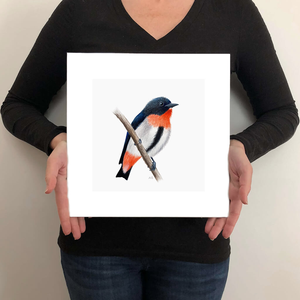 A giclée fine art print on paper of a Mistletoebird on a light grey background. This image illustrates the print size.