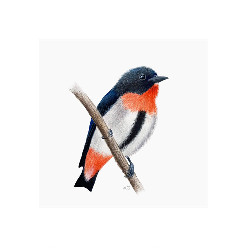 A giclée fine art print of a Mistletoebird sitting on branch, against a pale neutral colour background.