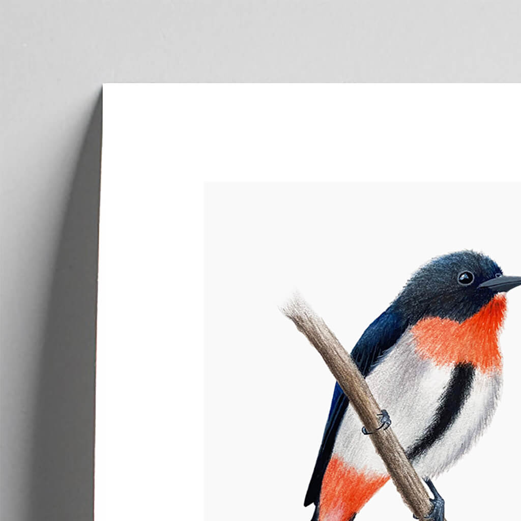 Giclée fine art print of a Mistletoebird flowerpecker on a pale grey background. This image shows a section, to highlight the detail.