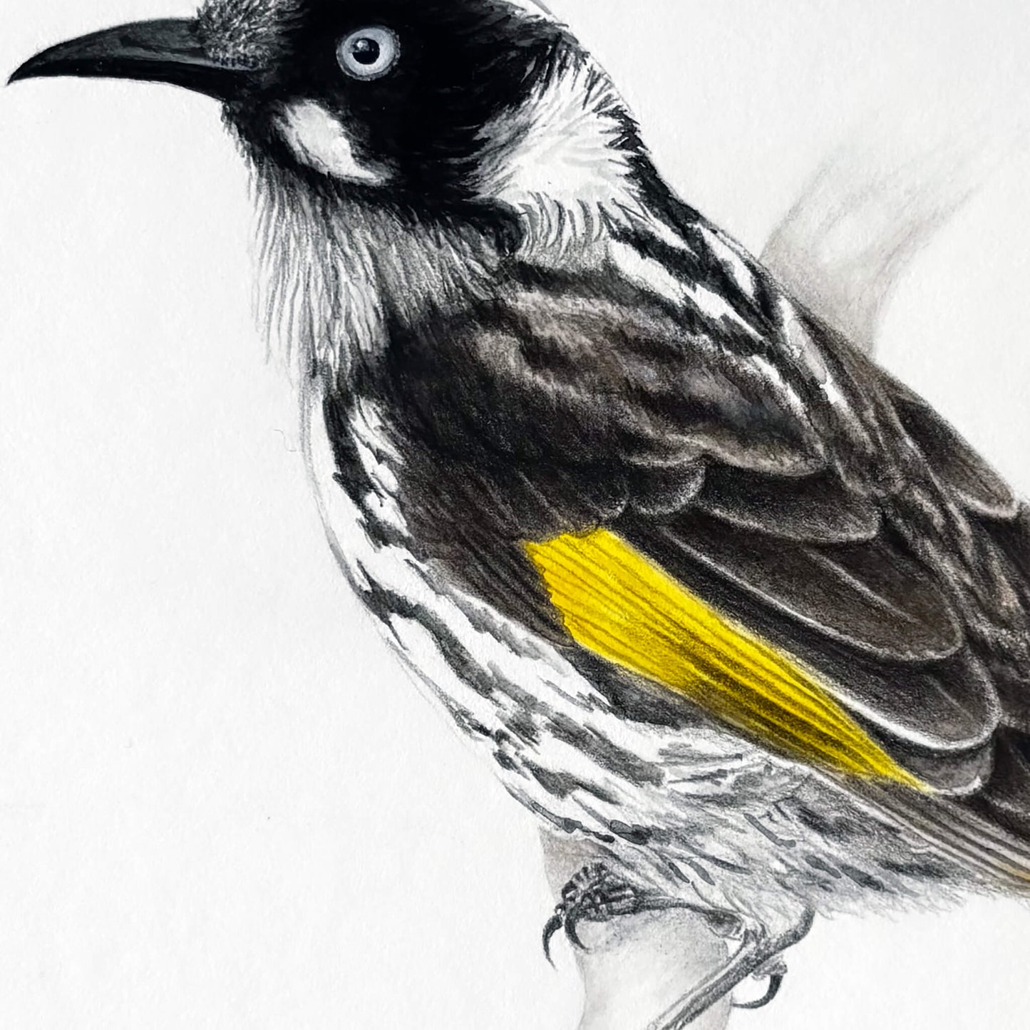 A close up section of an original gouache and pencil painting of a New Holland Honeyeater bird by Amanda Gosse.