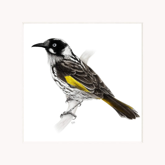 Bird with black, white, and yellow plumage on a white background