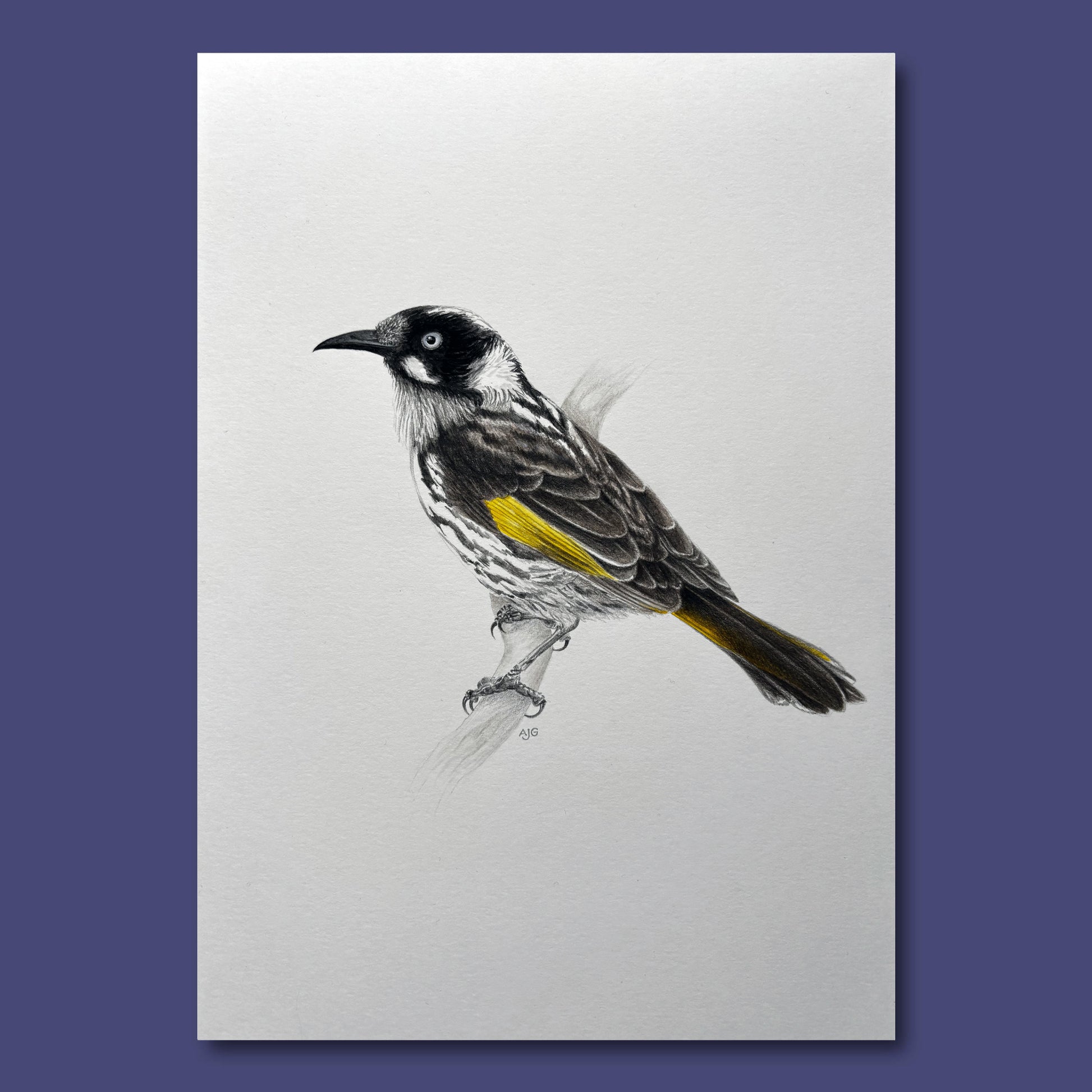 An original realistic painting of a New Holland Honeyeater bird on a branch, painted in gouache and colour pencil. Artwork shown floating on a dark purple background.