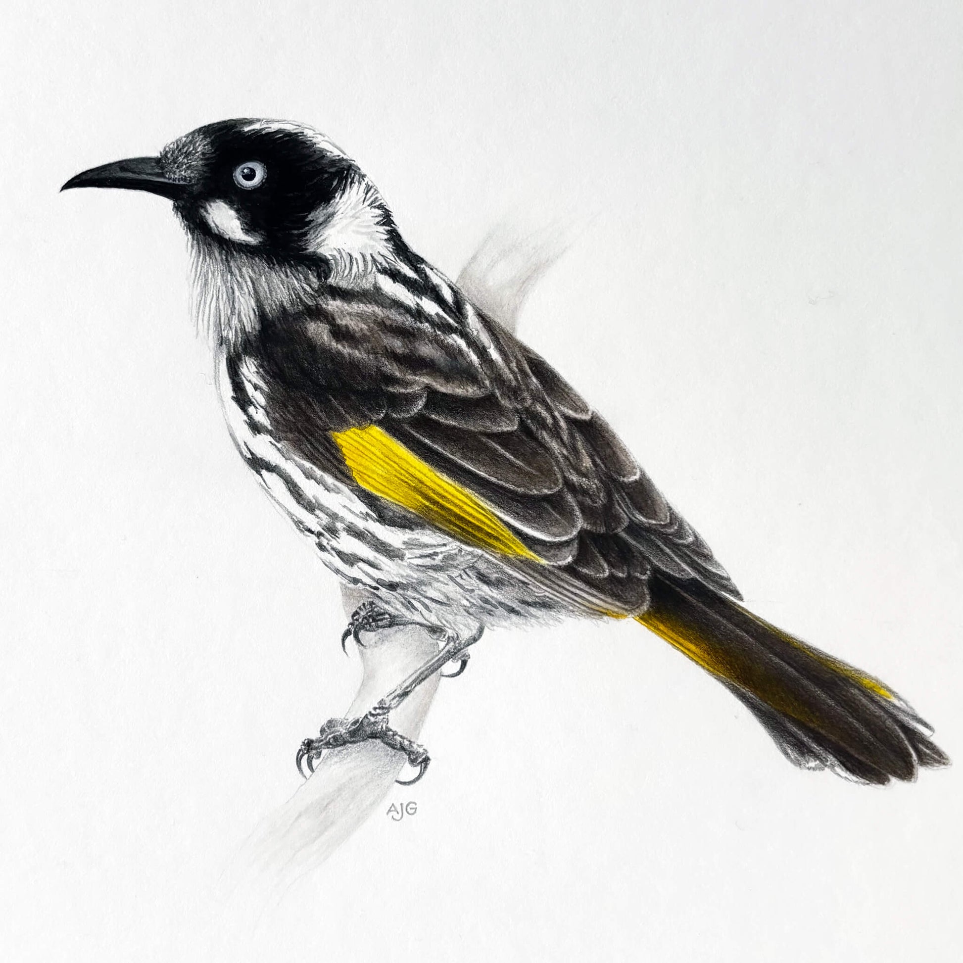 An original realistic painting of a New Holland Honeyeater bird on a branch, painted in gouache and colour pencil on a white background.