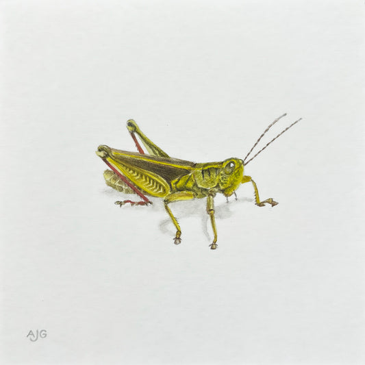 Painting of a green grasshopper on a soft white background