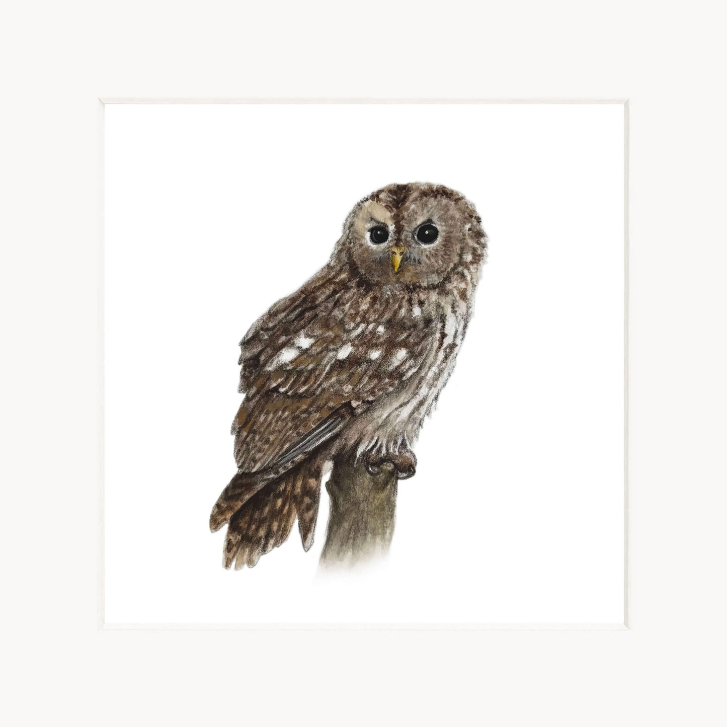 Illustration of an owl on a white background