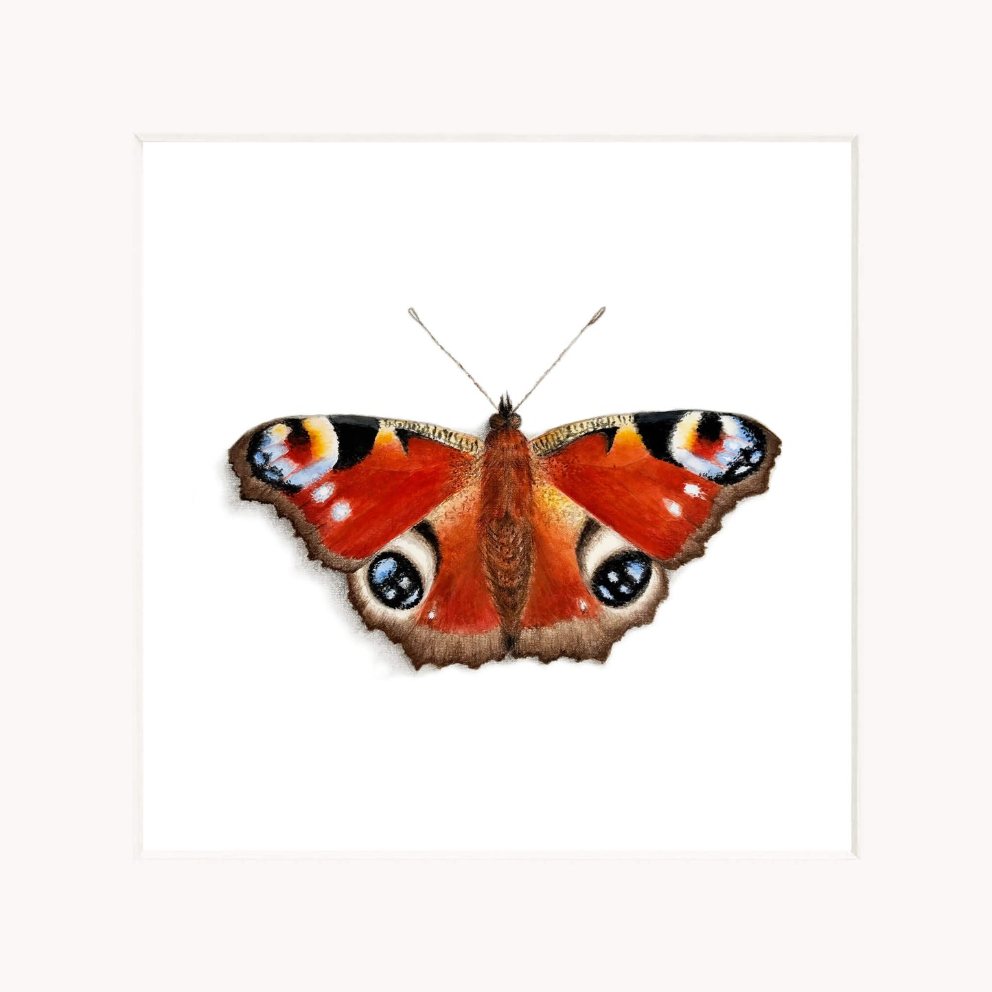 Peacock butterfly art print in soft white mount on a white background