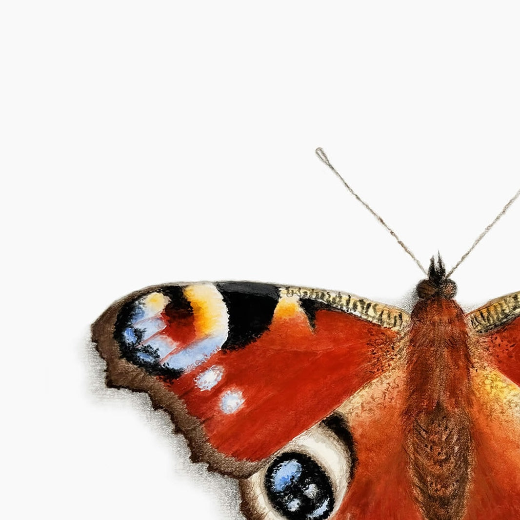 An original gouache painting of a peacock butterfly by Amanda Gosse Detail