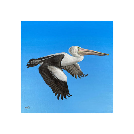 A giclée fine art print of a Pelican in Flight, against a blue sky background.