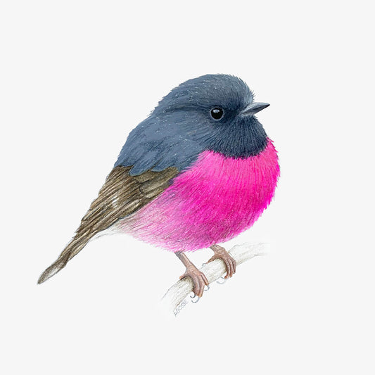 An original realistic painting of a Pink Robin bird on a branch, painted in gouache and colour pencil on a white background.