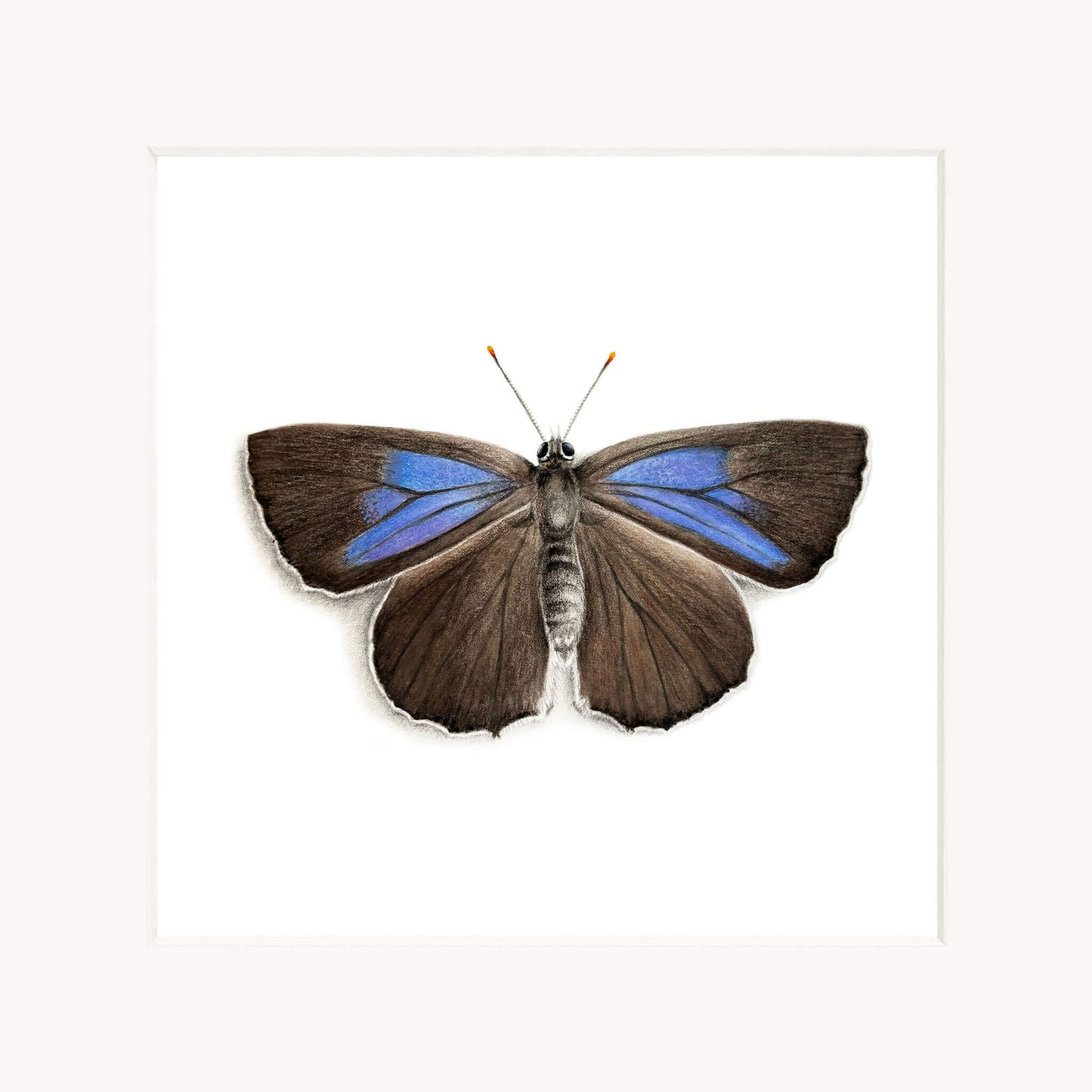 Butterfly with brown and blue wings on a white background