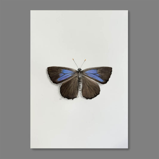 An original gouache painting of a purple hairstreak butterfly on 300gsm watercolour paper, A4, by Amanda Gosse