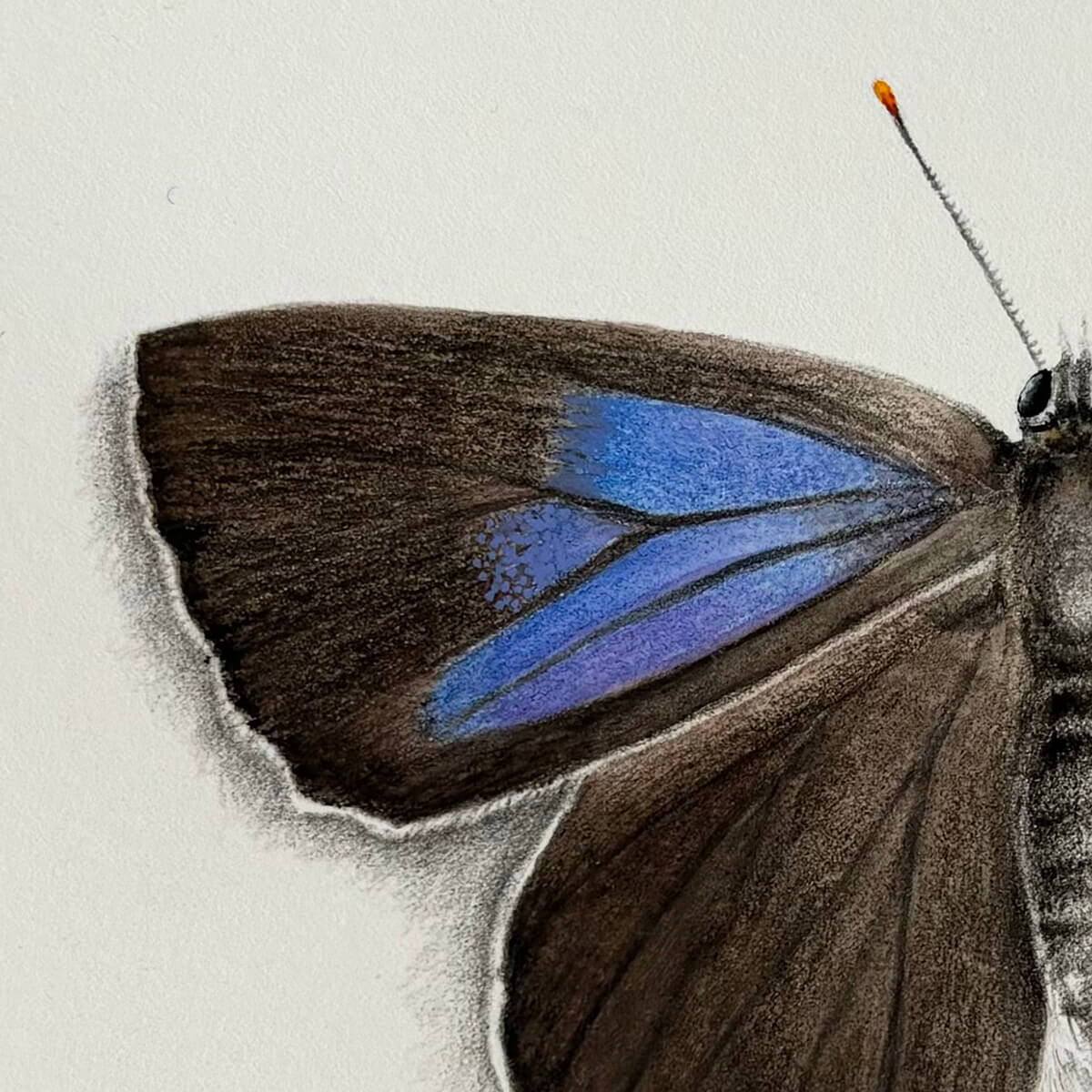 Detail of an original gouache painting of a purple hairstreak butterfly by Amanda Gosse
