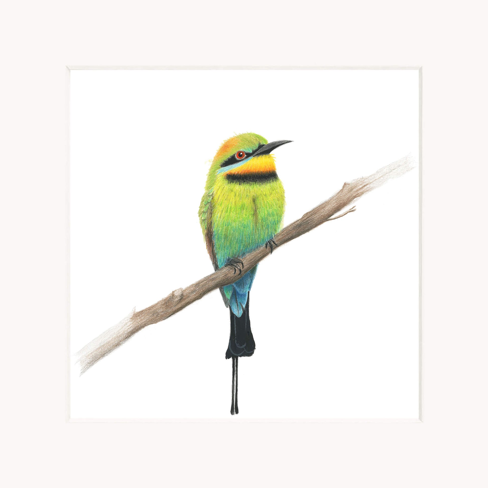 Rainbow bee-eater bird perched on a branch with a white background