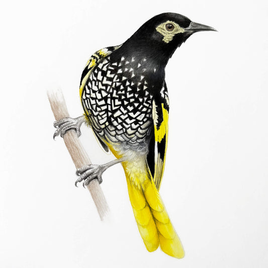 Original gouache painting of a Regent Honeyeater