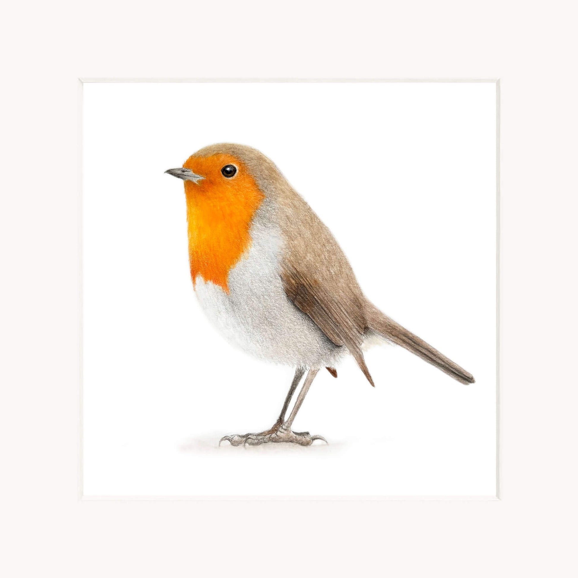 Robin bird art print in mount on a white background