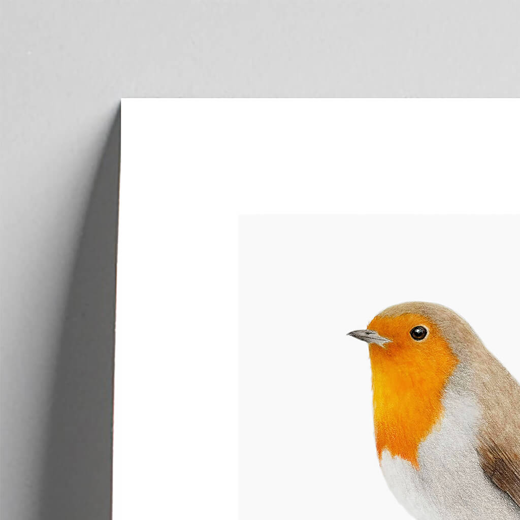 Giclee fine art print of a robin on a very pale stone background. This image shows a section, to highlight the detail. 