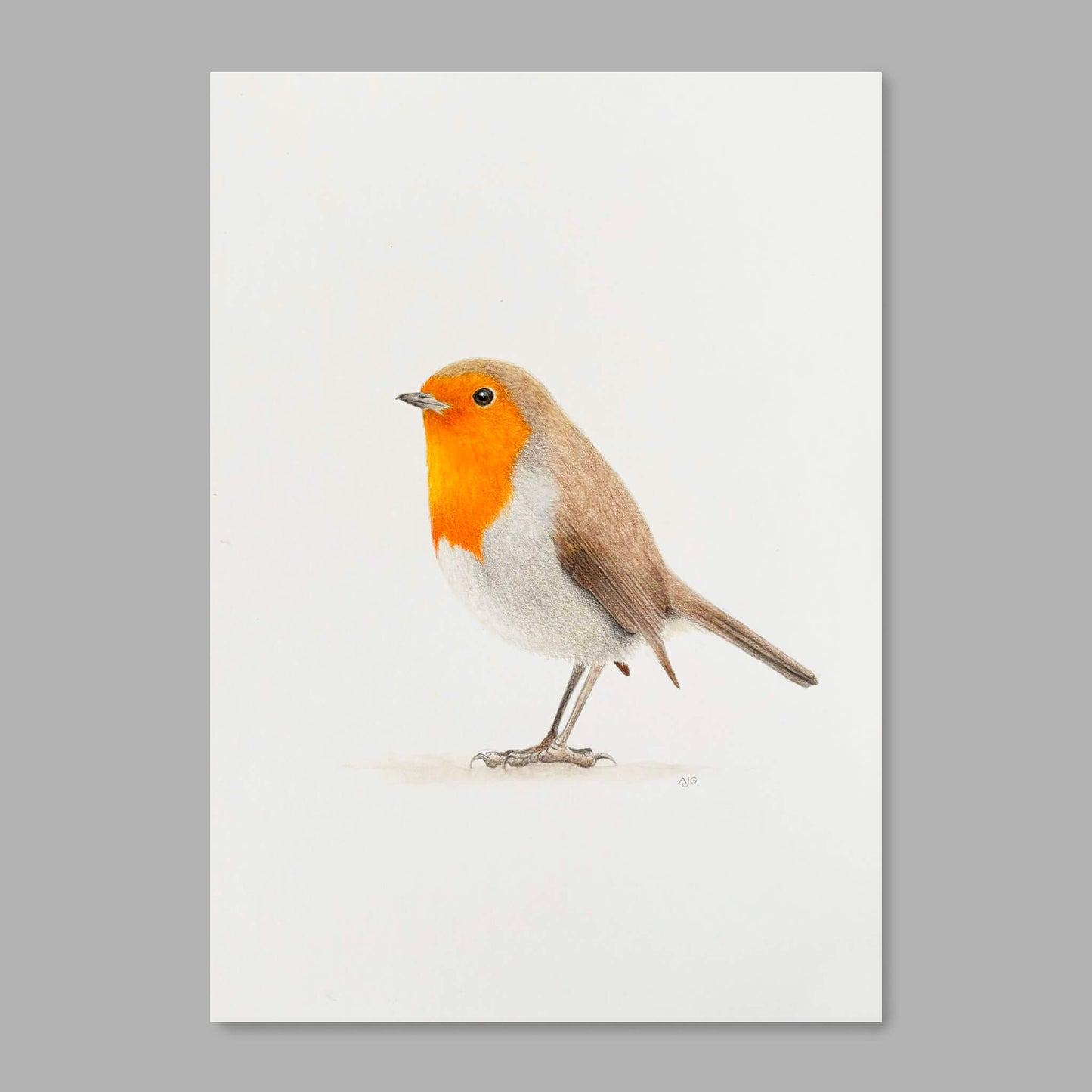 An A4 painting in gouache on paper of an English robin in standing pose