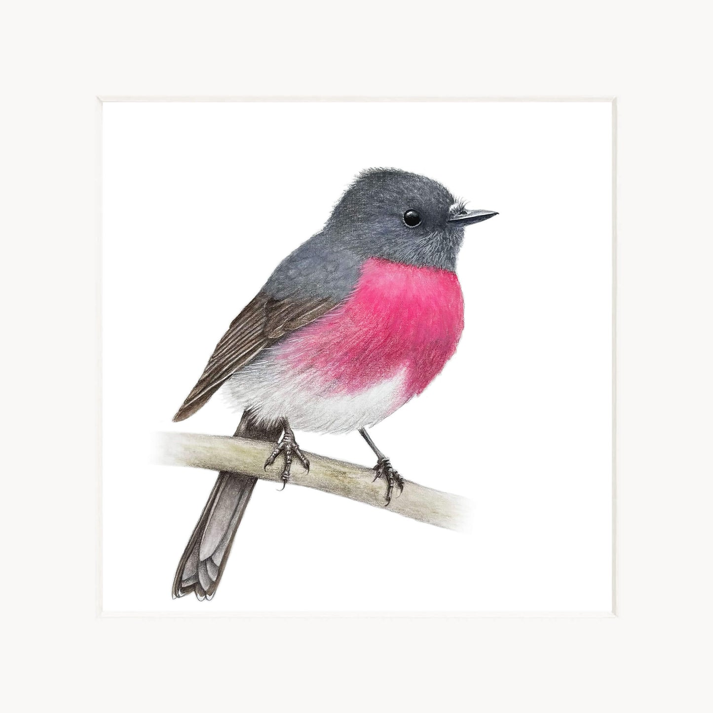 Bird with pink chest and gray back on a white background