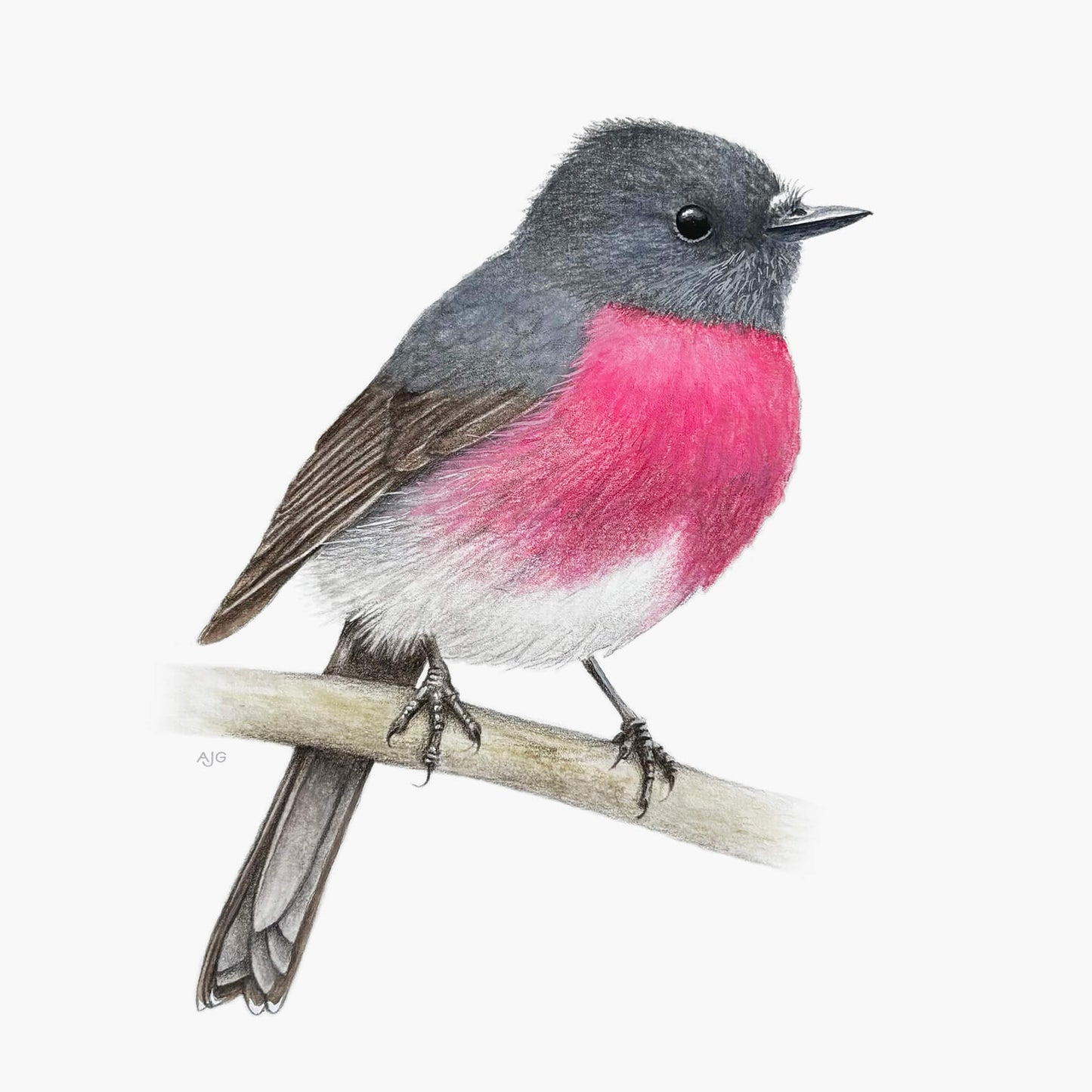 Rose robin bird with pink chest and grey back perched on a branch against a white background