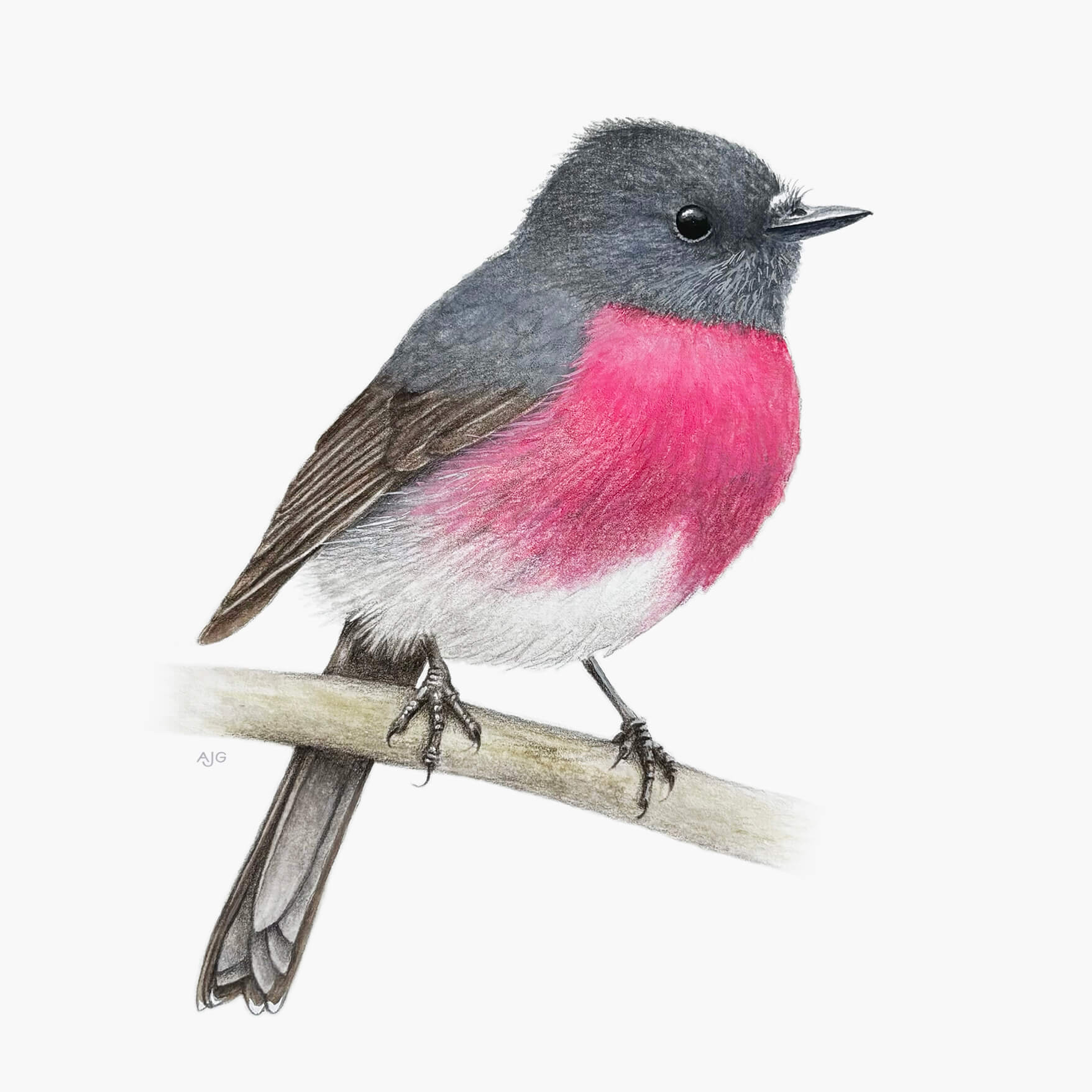 Rose robin bird with pink chest and grey back perched on a branch against a white background