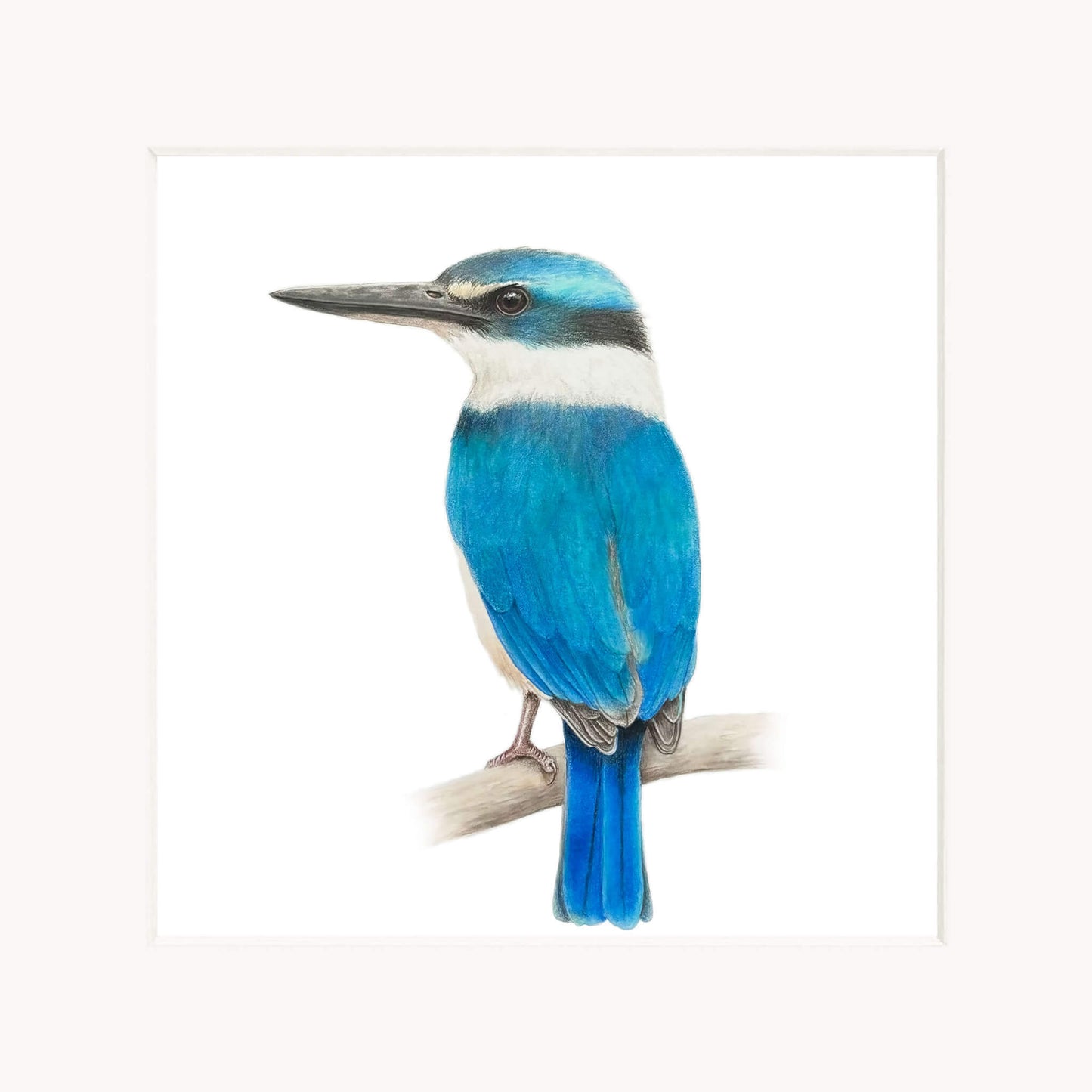 Sacred kingfisher bird perched on a branch with a white background