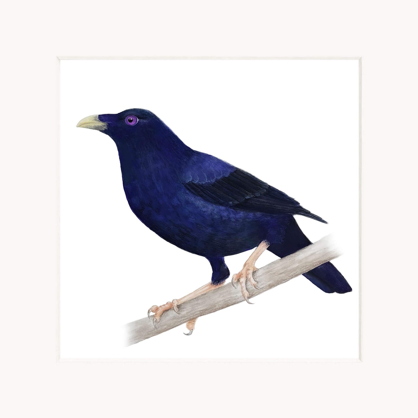 Blue bird perched on a branch with a white background