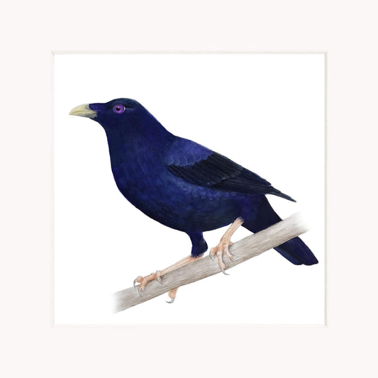 Blue bird perched on a branch with a white background