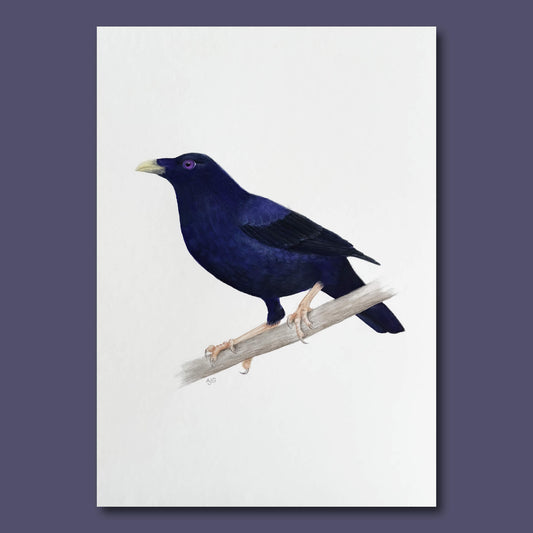 Gouache painting of an Australian satin bowerbird perched on a branch against a white background
