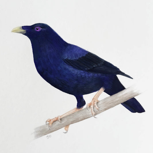 Painting of a satin bowerbird perched on a branch with a white background