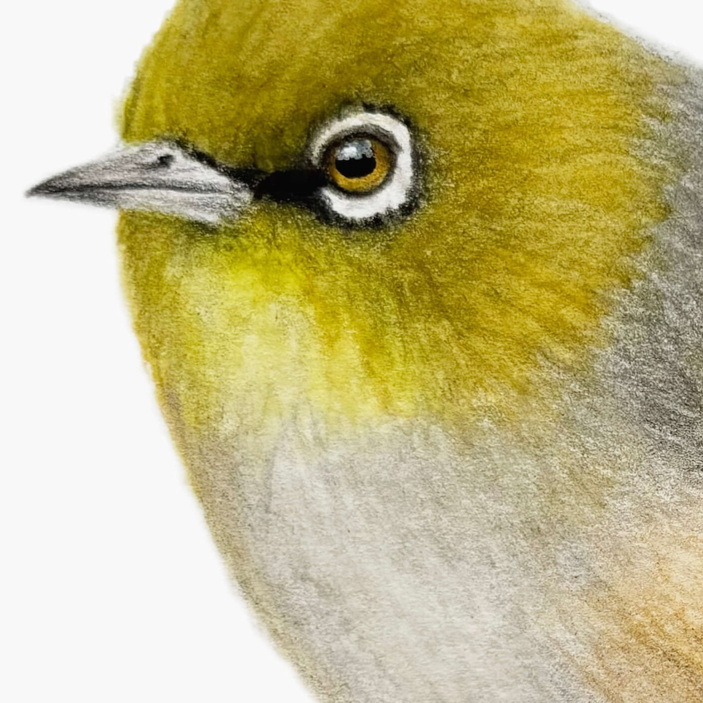 A close up section of an original gouache and pencil painting of a silvereye bird by Amanda Gosse