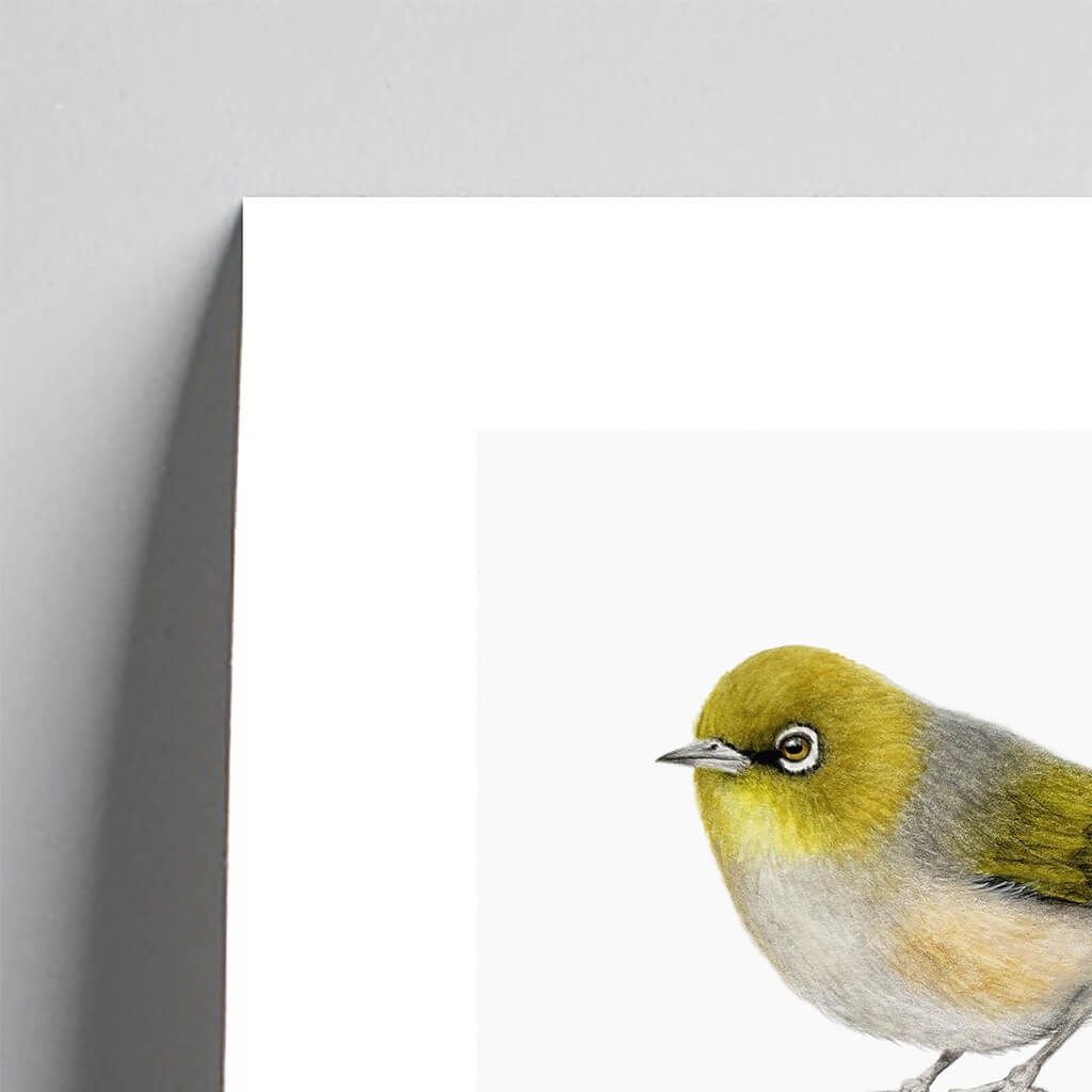 Giclee fine art print of a silvereye on a light grey background. This image shows a section, to highlight the detail.