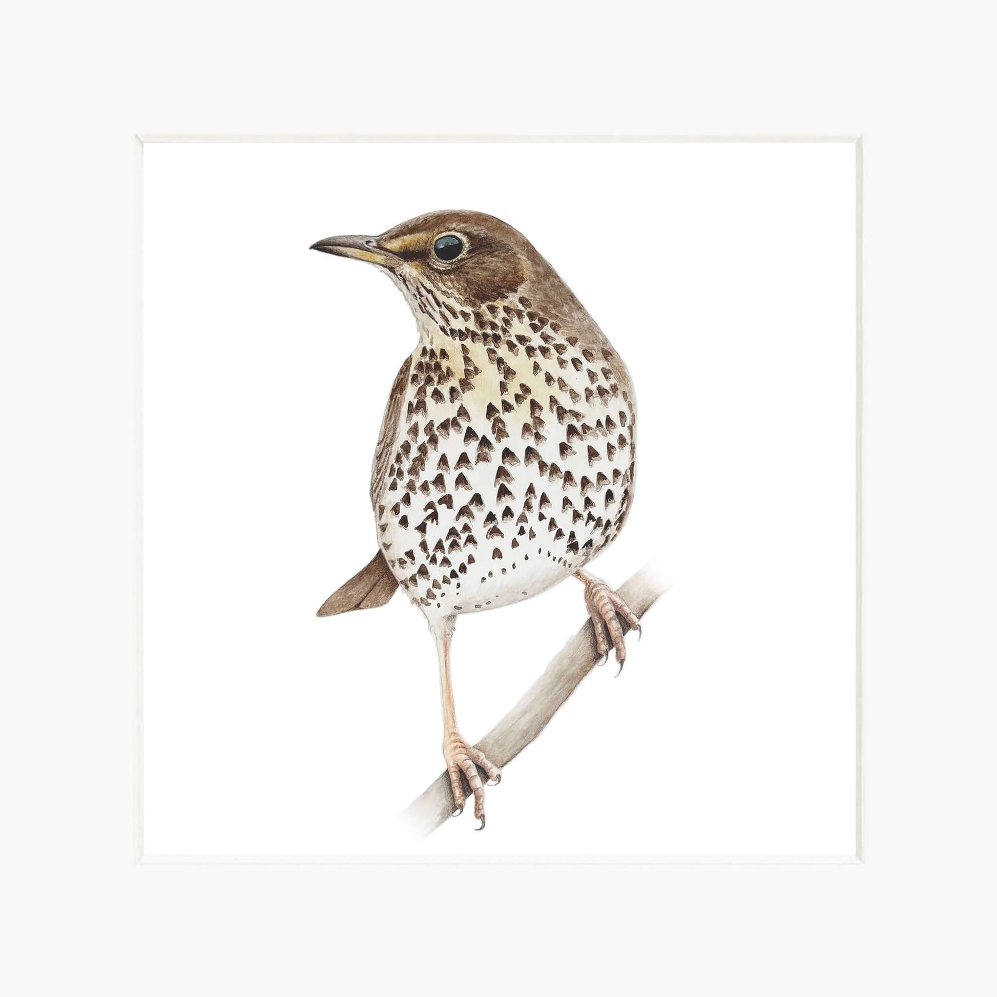 Song thrush bird perched on a branch with a white background