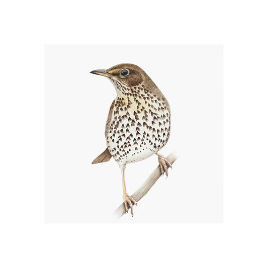 song thrush bird perched on a branch with a white background
