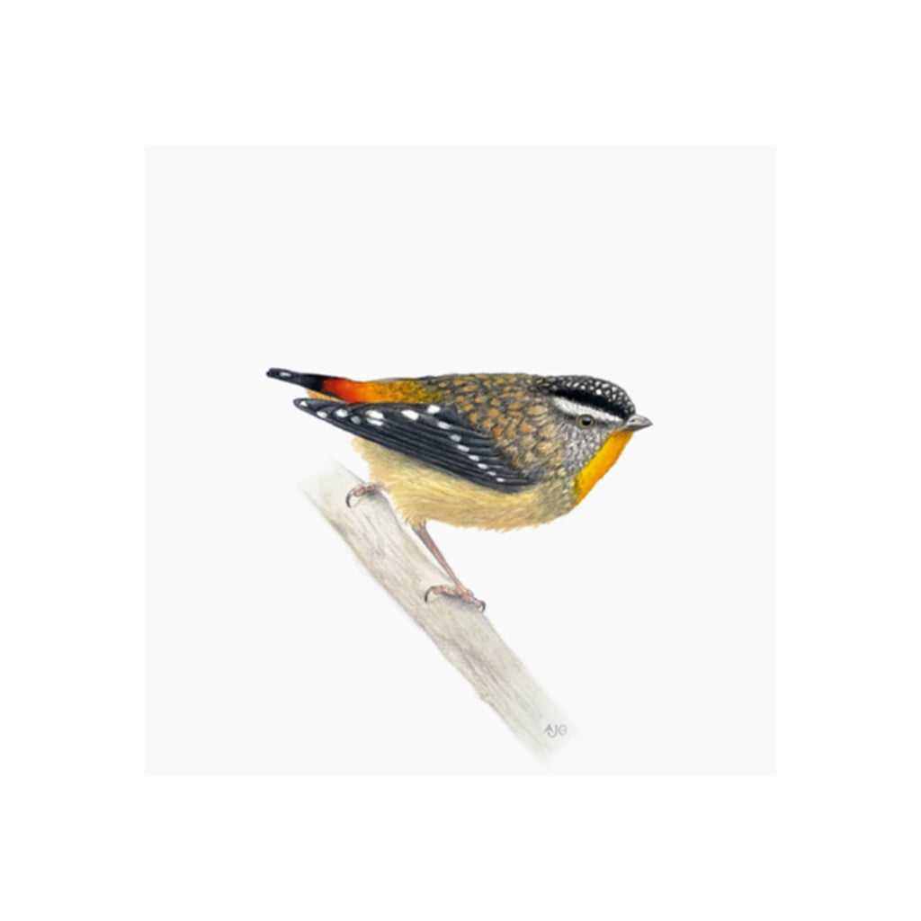 A giclée fine art print of a Spotted Pardalote bird on branch, against a pale neutral colour background.