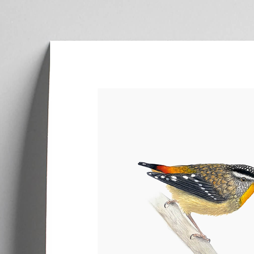 Giclée fine art print of a Spotted Pardalote on a pale grey background. This image shows a section, to highlight the detail.