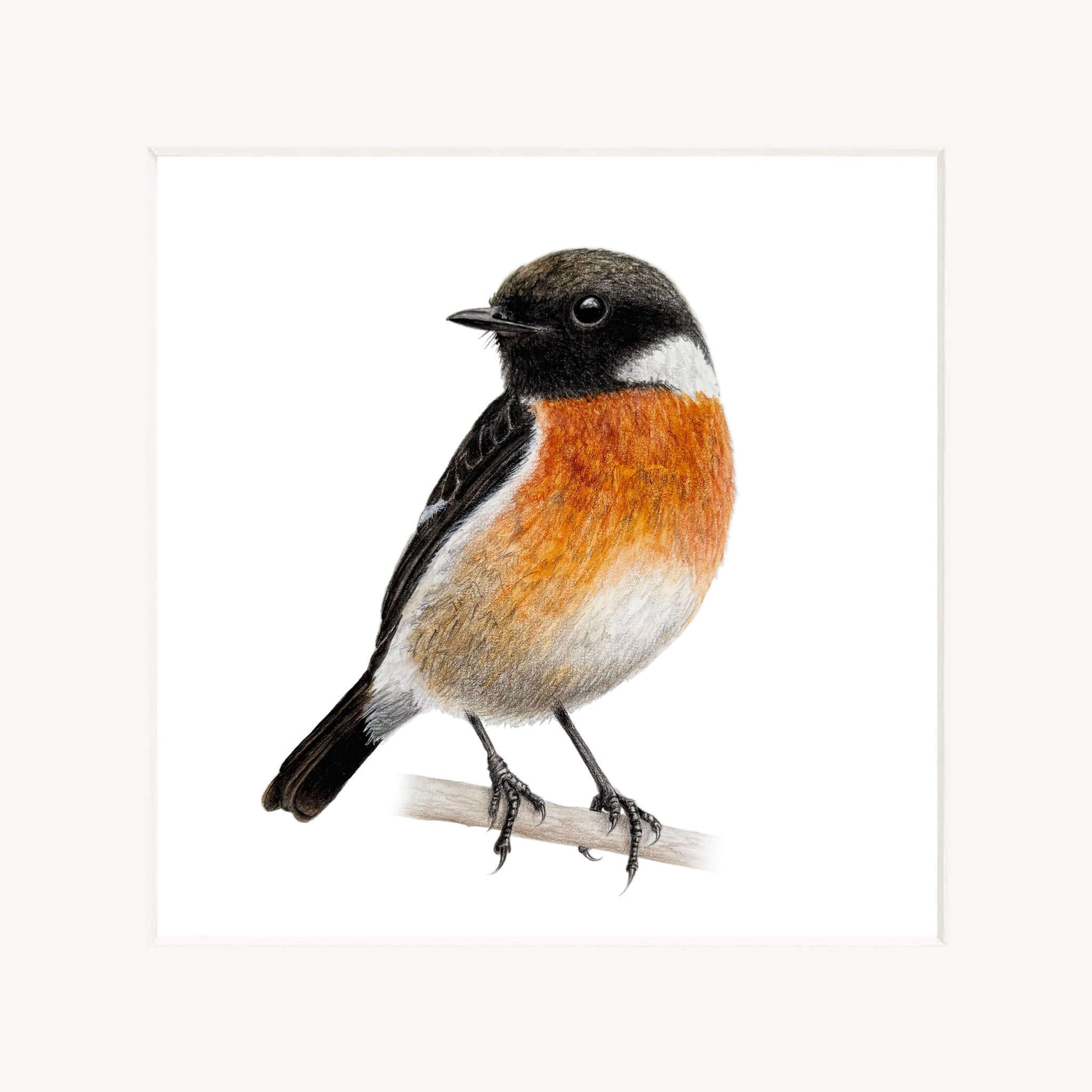 Stonechat bird perched on a branch against a white background